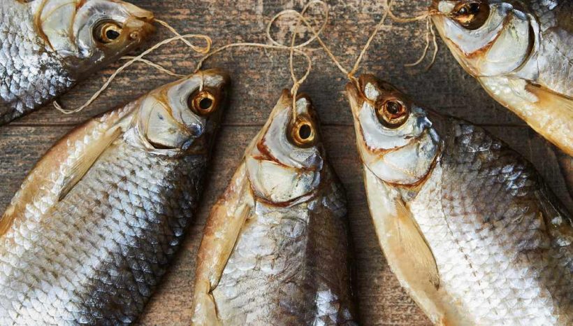 Лещ, плотва и щука: улов, вкус и особенности Лещ, плотва и щука: улов, вкус и особенности